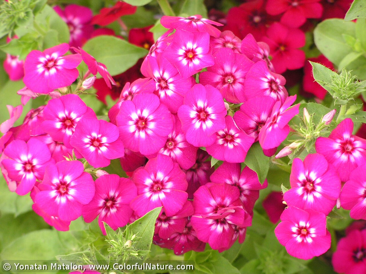 Phlox Drummondii